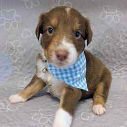 Nacho - Red tri-color male Australian Shepherd puppy in Pamplin, Virginia from Hope & Joy Acres
