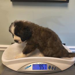 Odin - Brown and white male Saint Bernard puppy in Clover, South Carolina from Sweetest Saints
