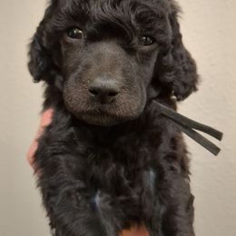 Willow (girl) - black collar - Blue female Poodle puppy in Tullahoma, Tennessee from Peaceful Valley Poodles
