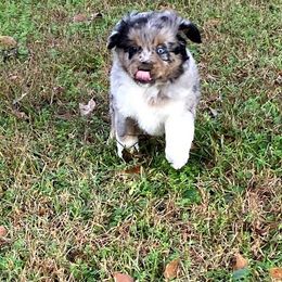 "BMM - (Thack) Stormie X Big" Australian Shepherd and Miniature Australian Shepherd Puppies from Flying S Aussies