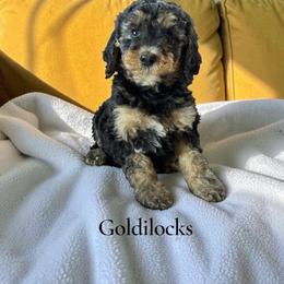 Goldilocks - Sable female Poodle puppy in Ellenburg Center, New York from Kristin's Puppies