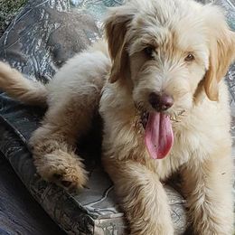 Goldendoodles and Golden Retrievers from Faye Faye’s Golden Doodles