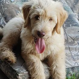 Goldendoodles and Golden Retrievers from Faye Faye’s Golden Doodles