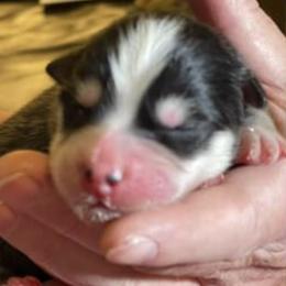 Pomskies from TyeDye Pomskies and Poms