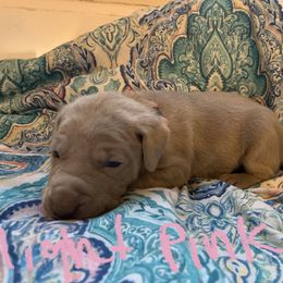 Weimaraner Puppies from Golden Hill’s Weimaraner’s