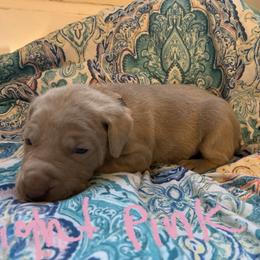 Weimaraner Puppies from Golden Hill’s Weimaraner’s
