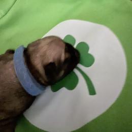 Boy 1 - male Pug puppy in Moorefield, West Virginia from Wratchford Farms