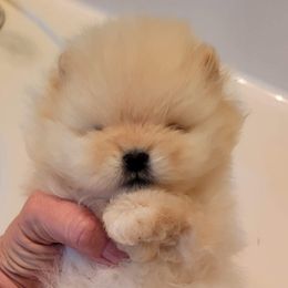 Pomeranian Puppies from Halo Poms