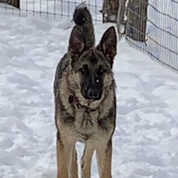 Gabby - German Shepherd