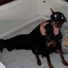 Doberman Pinschers from Beverwijck Dobermans