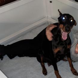 Doberman Pinschers from Beverwijck Dobermans