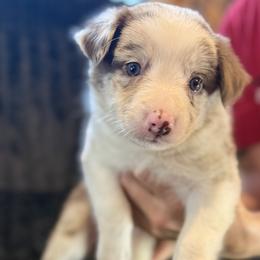 Buttercup - Red merle female Border Collie puppy in East Ellijay, Georgia from Nine Peaks Border Collies
