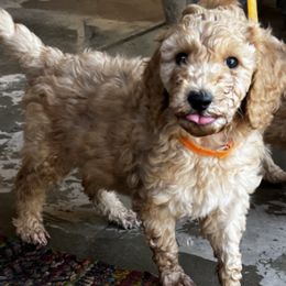 Aussiedoodles from Posh doodles