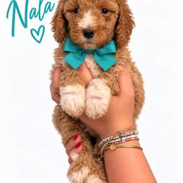 Nala(Teal) - Red  female Poodle puppy in Stuart Fl, Florida from Lincoln & Lady Co.