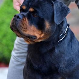 Vidra - Rottweiler