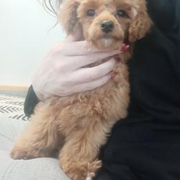 Female - female Poodle puppy in Sandpoint, Idaho from Teddy Bear Toy Poodles