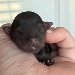 Koda - Black and tan male Yorkshire Terrier puppy in Midland, Texas from Southern Yorkie Pies