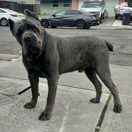 Judge - Cane Corso
