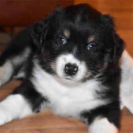 Miniature American Shepherd Puppies from Dreamcatcher