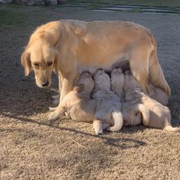 Golden Retriever Puppies from Daniel Ranch Golden Retrievers