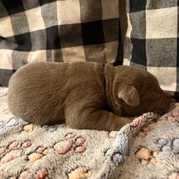 Purple- Silver - Silver female Dilute Retriever puppy in Marion, Illinois from Summer Lovin’ Labradors of Southern Illinois