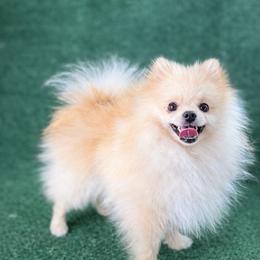 Coco - Pomeranian