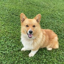 Chingy - Pembroke Welsh Corgi