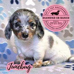 JUNEBUG - Dapple female Dachshund puppy in Columbia, Louisiana from Diamond 5R Ranch AKC & CKC Miniature Dachshunds
