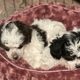 Poodle Puppies from TonKa's Toy & Mini Poodles