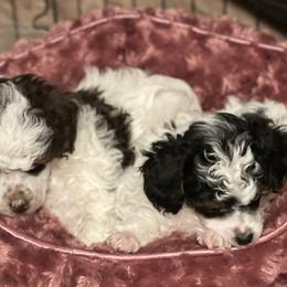 Poodle Puppies from TonKa's Toy & Mini Poodles