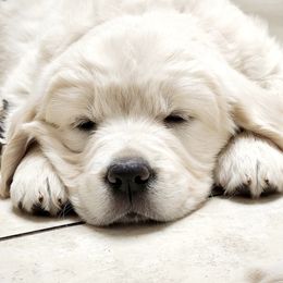 Golden Retriever Puppies from Hoekema Homestead Goldens