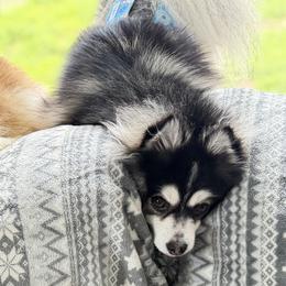 Pomskies from Jubilee Hills