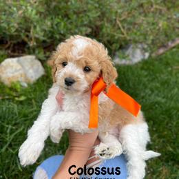 Bernedoodle, Cavapoo, Goldendoodle, and Poodle Puppies from Gypsi Doodles & Poodles