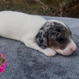 Black Dappled Girl With Tons Of White - Dapple female Dachshund puppy in Brunswick, Georgia from Coastal Georgia Miniature Dachshunds