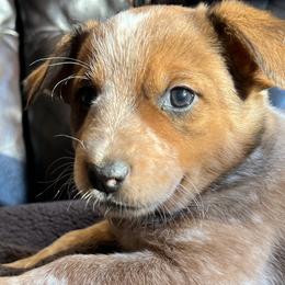 Australian Cattle Dogs from Three Finger Farms
