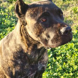 Cane Corso Puppies from True Love Cane Corso
