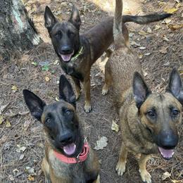 Belgian Malinois and Sporty Mixes from Dark Sky Kennels