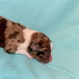 Aussiedoodle, Australian Shepherd, and Toy Australian Shepherd Puppies from Circle B Farms