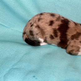 Aussiedoodle, Australian Shepherd, and Toy Australian Shepherd Puppies from Circle B Farms