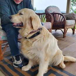 Mancera - Golden Retriever
