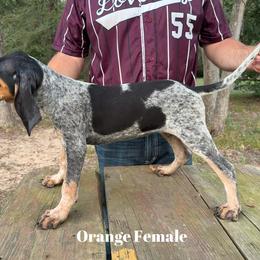 Bluetick Coonhound Puppies from RE Hounds