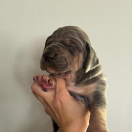 Blue Tan Point (3) - Blue female Great Dane puppy in Kimball, Michigan from Starlight Danes