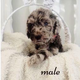 Labradoodle Puppies from Maple’s Doodles