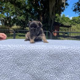 French Bulldog Puppies from Just Us Frenchies