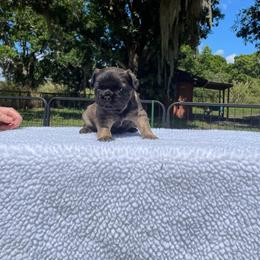 French Bulldog Puppies from Just Us Frenchies