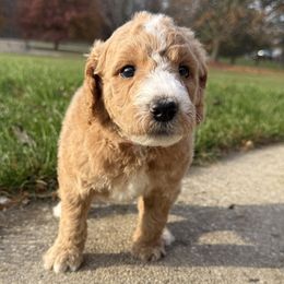 Pooh - Red - Red  male Goldendoodle puppy in Kent City, Michigan from Hannah Mae Doodles