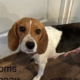 Juneau - Beagle