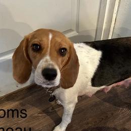 Juneau - Beagle