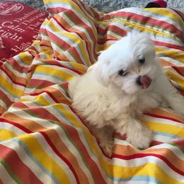Maltese Puppies from TCBs Glowing Maltese
