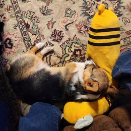 Pembroke Welsh Corgi Puppies from Larile Farm